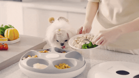 ROJECO 6 Meals Automatic Pet Feeder (with 2 Pcs Ice Pack)